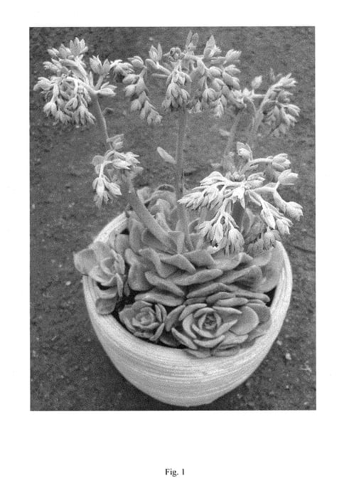 Figure 1 of US plant patent PP28745, the photograph of Galaxy Blue printed in the patent.