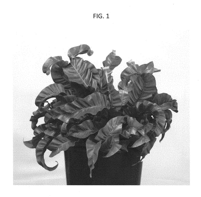 Figure 1 of US plant patent PP28746, the photograph of VITASPHUR printed in the patent.