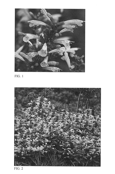 Figure 1 of US plant patent PP28747, the photograph of Mango Tango printed in the patent.