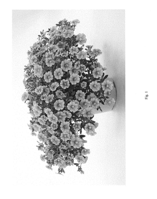 Figure 1 of US plant patent PP28748, the photograph of DANOAPRINC printed in the patent.