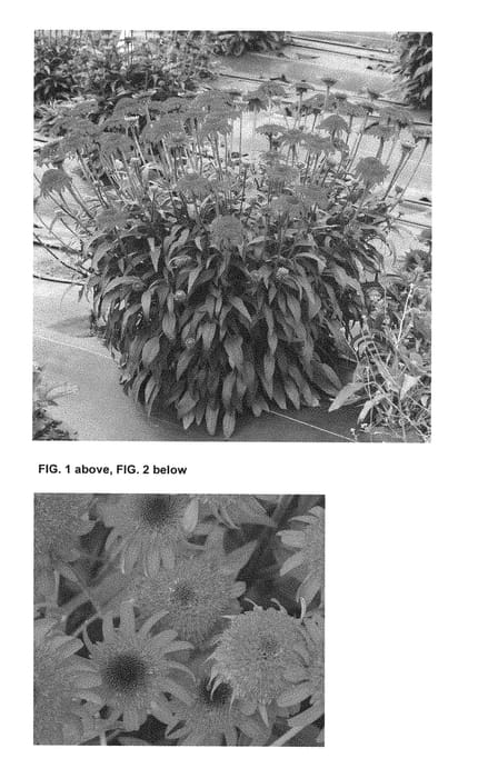 Figure 1 of US plant patent PP28749, the photograph of TNECHCMR printed in the patent.