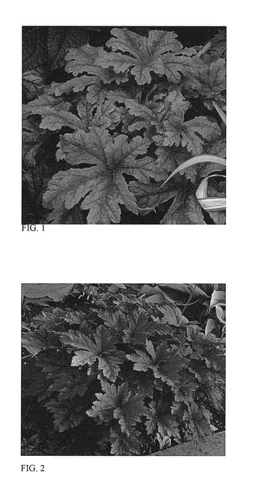 Figure 1 of US plant patent PP28750, the photograph of Hopscotch printed in the patent.
