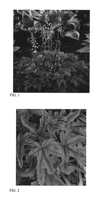Figure 1 of US plant patent PP28751, the photograph of Red Rover printed in the patent.