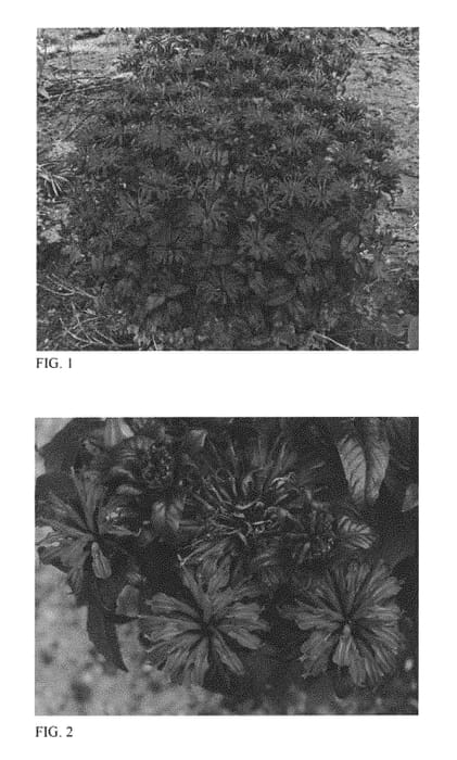 Figure 1 of US plant patent PP28752, the photograph of Rockin' Raspberry printed in the patent.