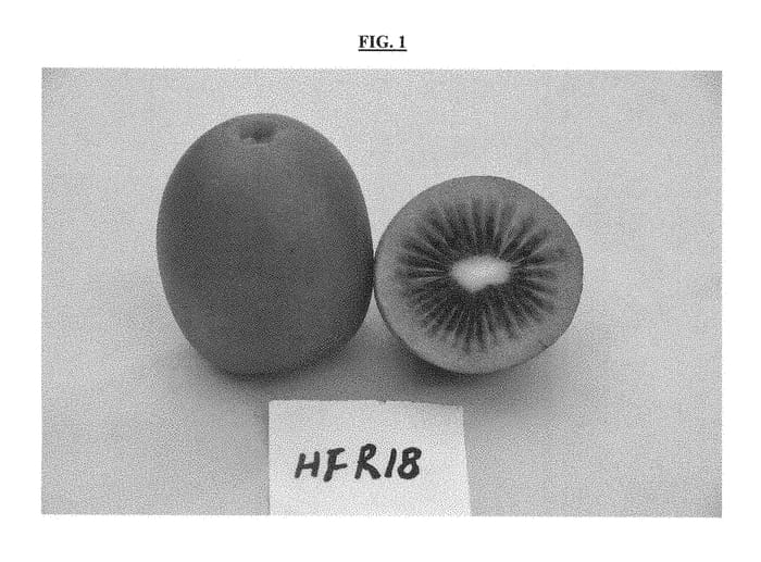 Figure 1 of US plant patent PP28753, the photograph of HFR18 printed in the patent.