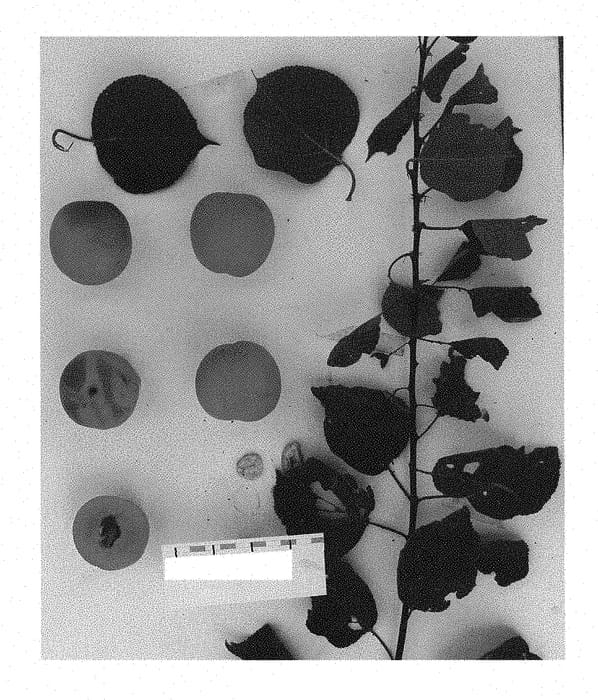 Figure 1 of US plant patent PP28754, the photograph of Suaprifourteen printed in the patent.