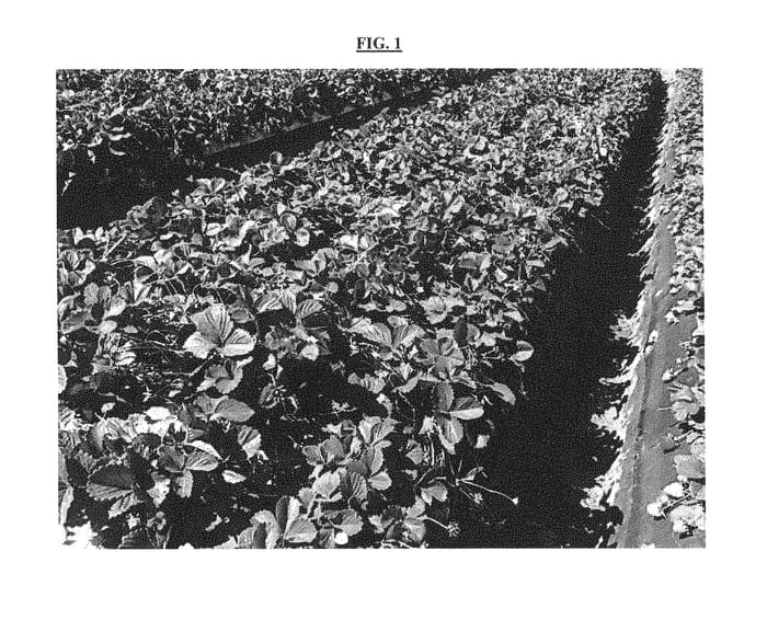 Figure 1 of US plant patent PP28755, the photograph of BG-6.3016 printed in the patent.