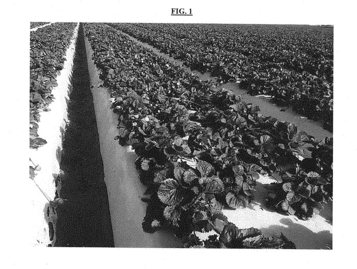 Figure 1 of US plant patent PP28756, the photograph of PE-7.2059 printed in the patent.