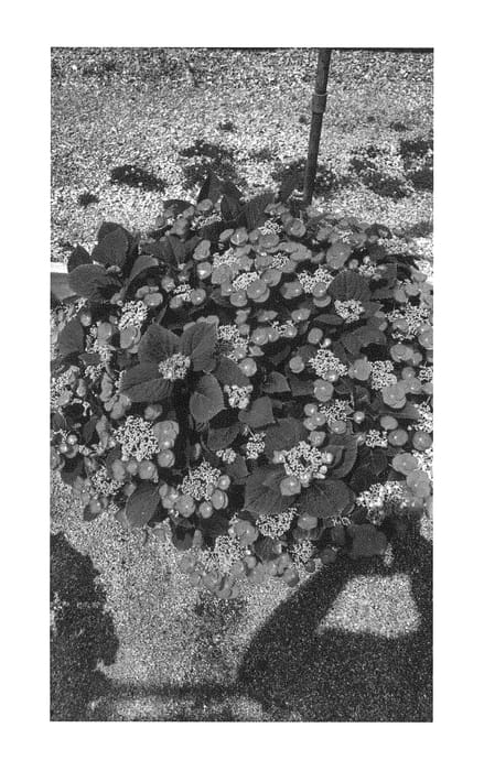 Figure 1 of US plant patent PP28757, the photograph of McKay printed in the patent.