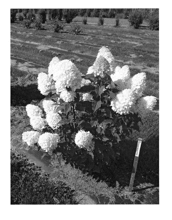 Figure 1 of US plant patent PP28758, the photograph of SMHPMWMH printed in the patent.