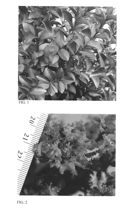 Figure 1 of US plant patent PP28759, the photograph of Sweet Macchiato printed in the patent.