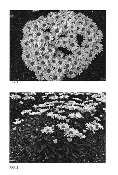 Figure 1 of US plant patent PP28760, the photograph of Spoonful of Sugar printed in the patent.