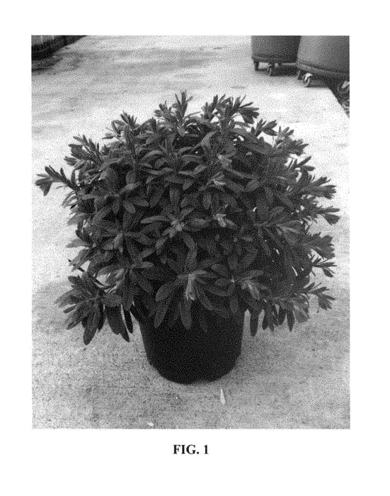 Figure 1 of US plant patent PP28761, the photograph of Galaxy Glow printed in the patent.