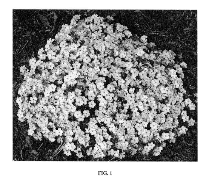 Figure 1 of US plant patent PP28762, the photograph of Strawberries and Cream printed in the patent.