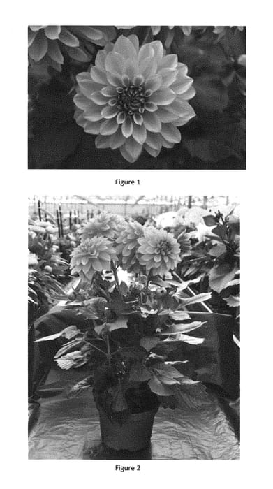 Figure 1 of US plant patent PP28763, the photograph of DAHZ0002 printed in the patent.