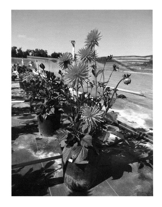 Figure 1 of US plant patent PP28764, the photograph of 71853-09 printed in the patent.