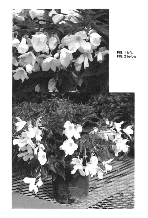 Figure 1 of US plant patent PP28765, the photograph of Enchanted Moonlight printed in the patent.