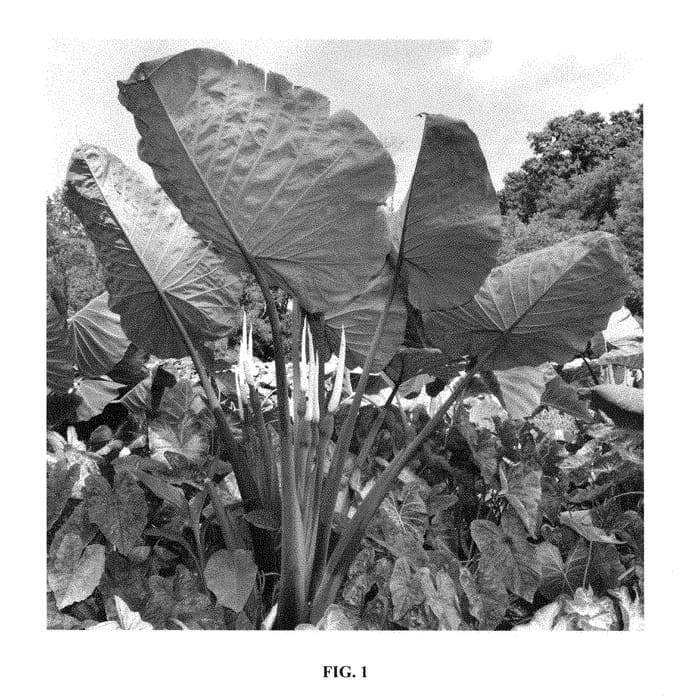 Figure 1 of US plant patent PP28766, the photograph of Fierce Gigante printed in the patent.