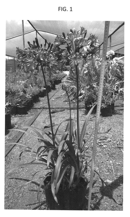 Figure 1 of US plant patent PP28767, the photograph of AMDB002 printed in the patent.
