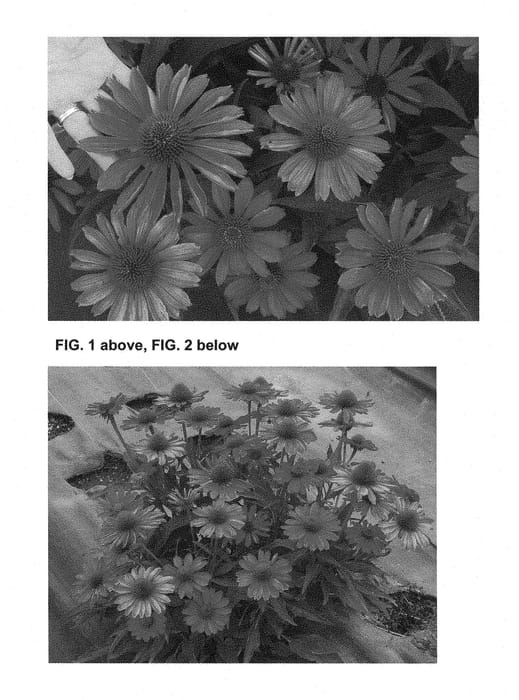 Figure 1 of US plant patent PP28768, the photograph of TNECHKR printed in the patent.