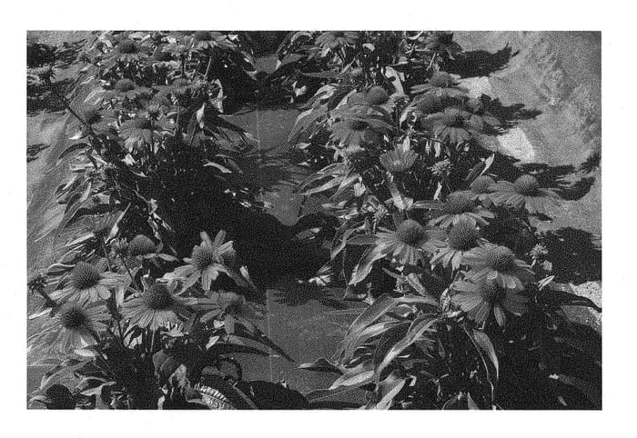 Figure 1 of US plant patent PP28769, the photograph of TNECHKIO printed in the patent.