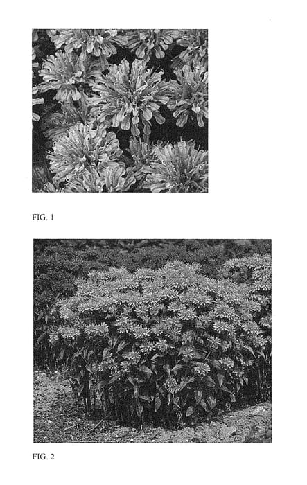 Figure 1 of US plant patent PP28770, the photograph of Pardon My Lavender printed in the patent.