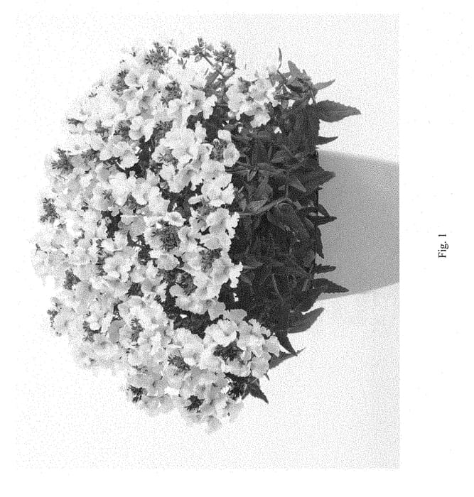Figure 1 of US plant patent PP28771, the photograph of DNEMSANGEL printed in the patent.