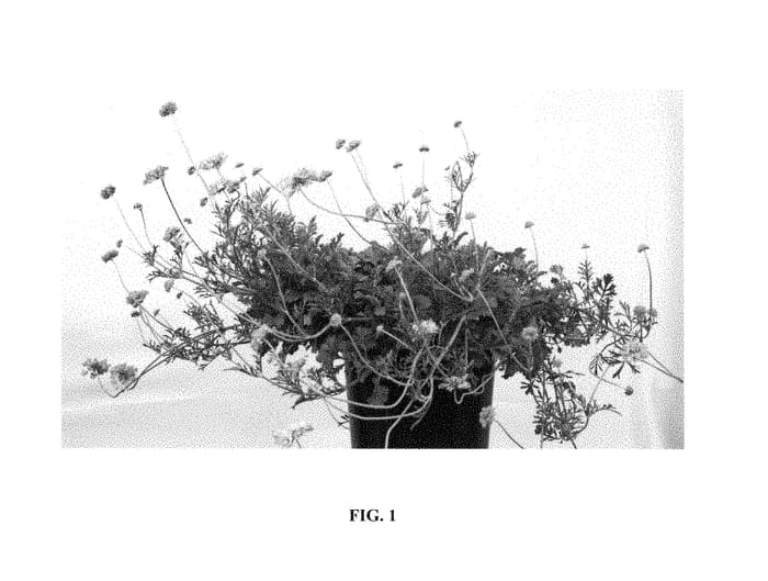 Figure 1 of US plant patent PP28772, the photograph of Pmoore02 printed in the patent.
