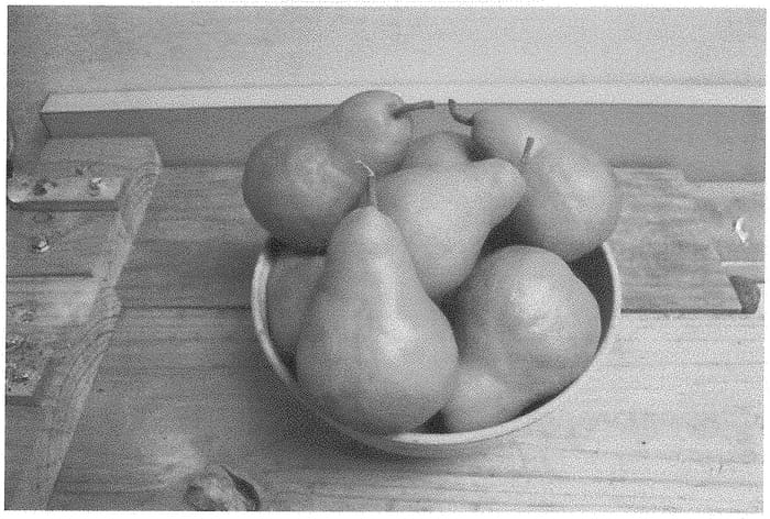 Figure 1 of US plant patent PP28773, the photograph of Russetted Bartlett pear tree printed in the patent.