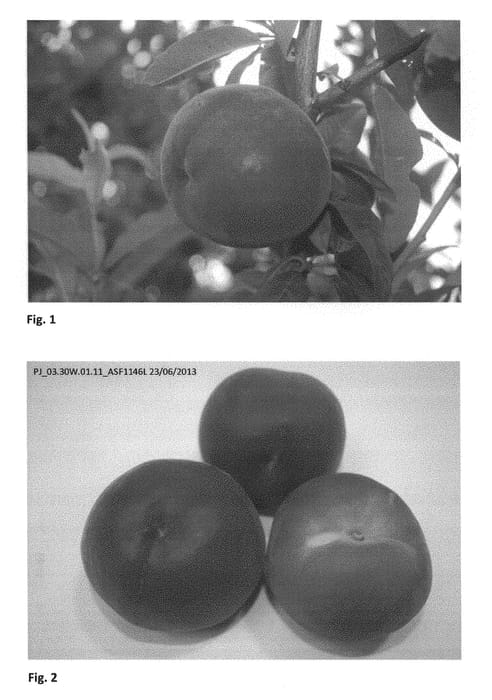 Figure 1 of US plant patent PP28774, the photograph of CRISPONDA printed in the patent.