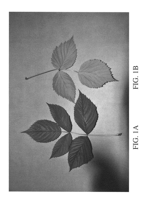 Figure 1 of US plant patent PP28775, the photograph of DrisRaspTen printed in the patent.