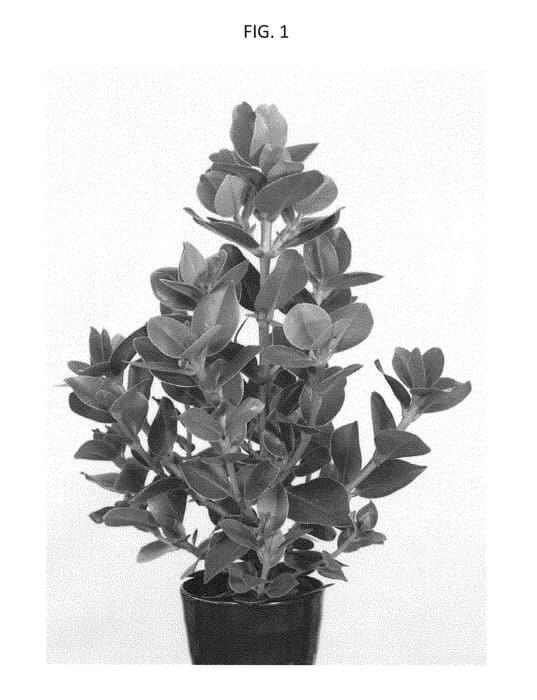 Figure 1 of US plant patent PP28776, the photograph of LICLUS01 printed in the patent.