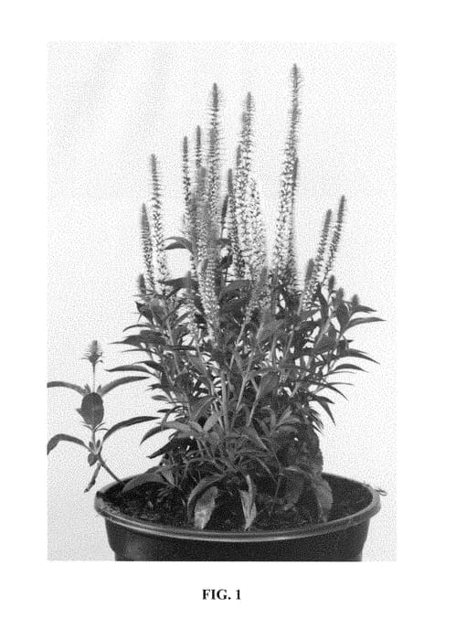 Figure 1 of US plant patent PP28777, the photograph of Joca128 printed in the patent.