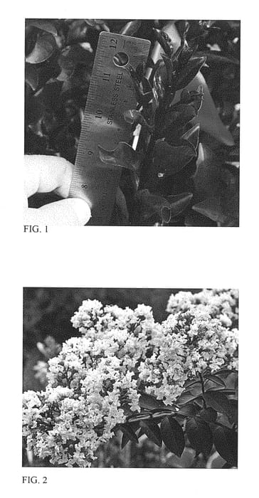 Figure 1 of US plant patent PP28778, the photograph of Like a Latte printed in the patent.