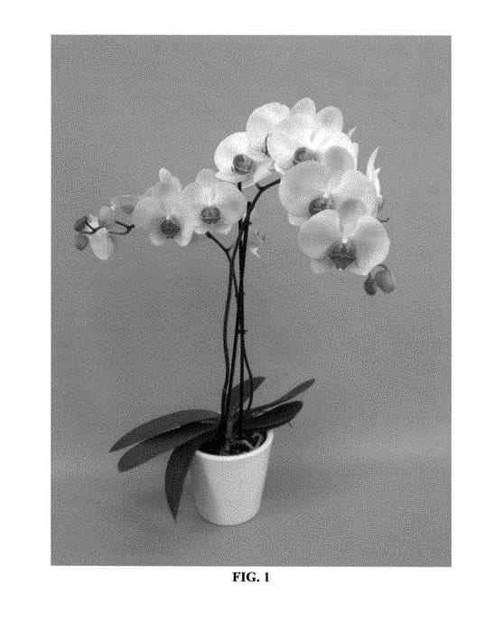 Figure 1 of US plant patent PP28779, the photograph of PHALCISYP printed in the patent.