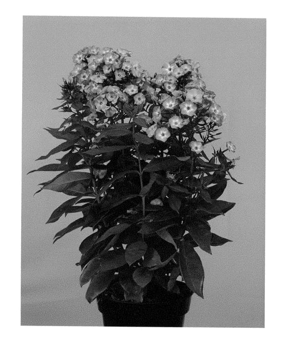 Figure 1 of US plant patent PP28781, the photograph of Appofalp printed in the patent.