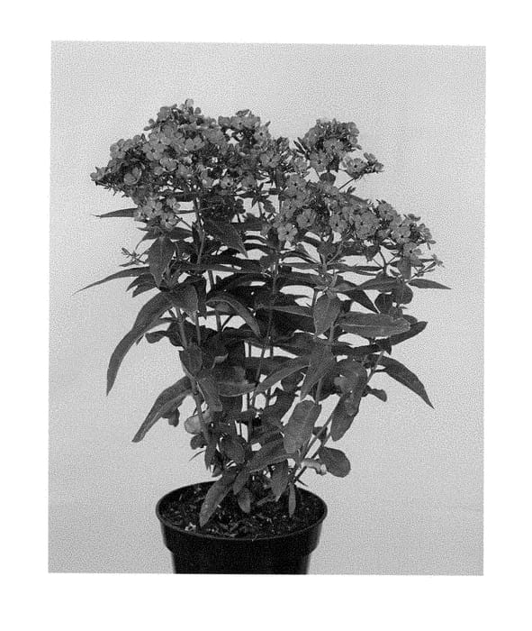 Figure 1 of US plant patent PP28782, the photograph of Appotwpu printed in the patent.