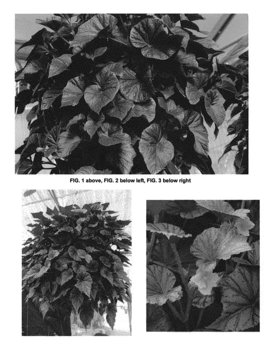 Figure 1 of US plant patent PP28783, the photograph of TNBEGRM printed in the patent.