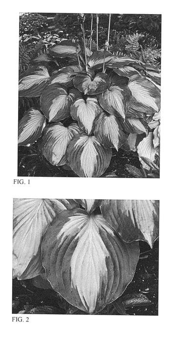 Figure 1 of US plant patent PP28784, the photograph of Beyond Glory printed in the patent.