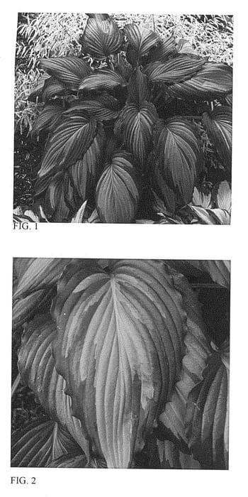 Figure 1 of US plant patent PP28785, the photograph of Angel Falls printed in the patent.