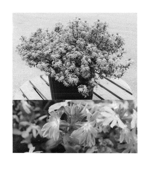 Figure 1 of US plant patent PP28786, the photograph of Bonsca 1419 printed in the patent.