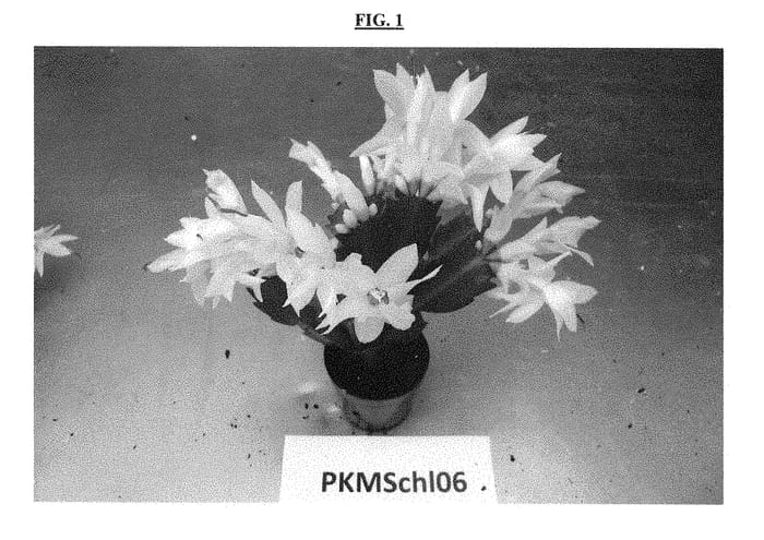 Figure 1 of US plant patent PP28787, the photograph of PKMSchl06 printed in the patent.
