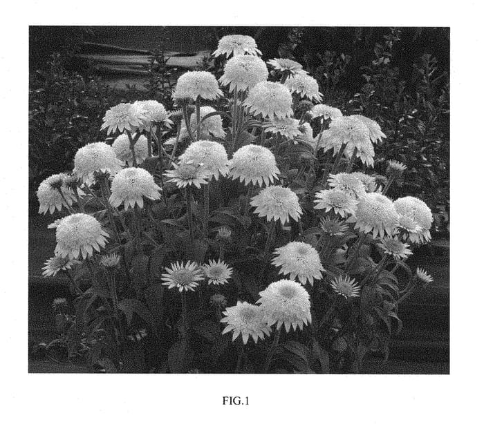 Figure 1 of US plant patent PP28788, the photograph of TNECHPV printed in the patent.