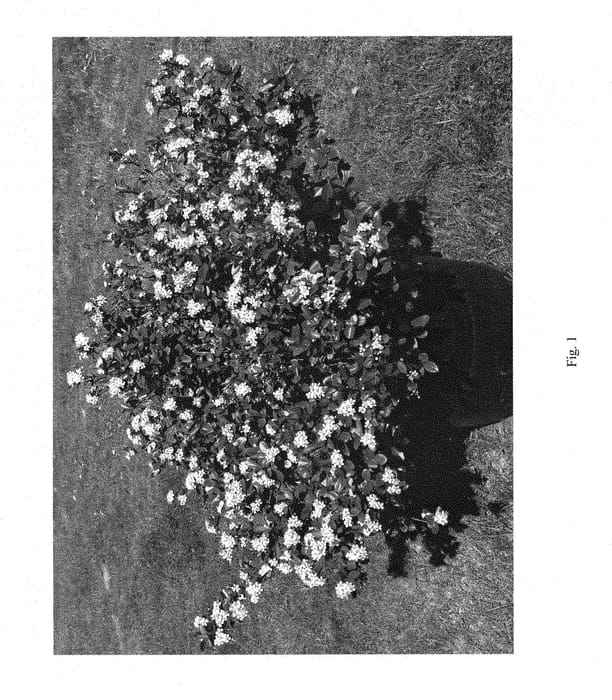 Figure 1 of US plant patent PP28789, the photograph of UCONNAM165 printed in the patent.