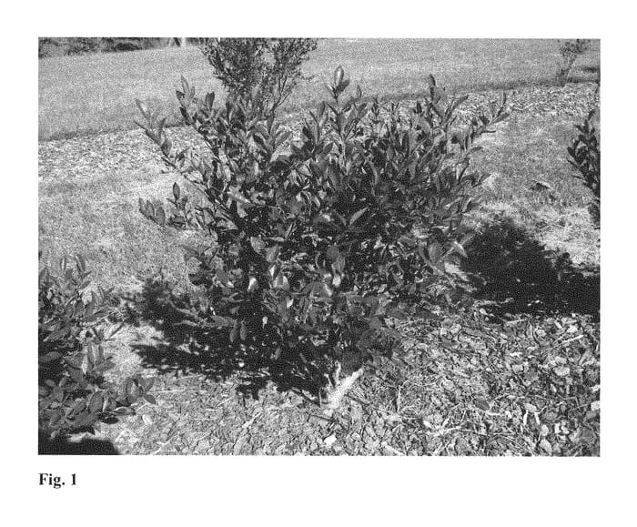 Figure 1 of US plant patent PP28790, the photograph of Heintooga printed in the patent.