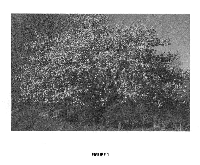 Figure 1 of US plant patent PP28791, the photograph of Mayo printed in the patent.