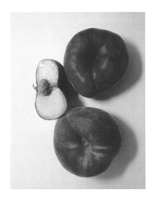 Figure 1 of US plant patent PP28792, the photograph of Burpeachthirtynine printed in the patent.