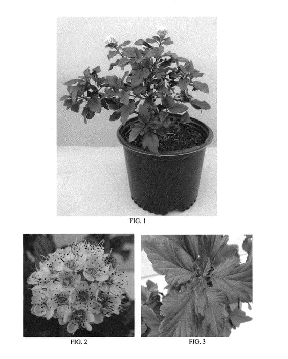 Figure 1 of US plant patent PP28793, the photograph of Couriphy01 printed in the patent.