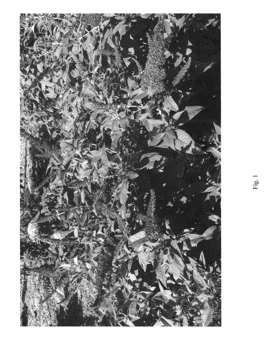 Figure 1 of US plant patent PP28794, the photograph of SMNBDBT printed in the patent.