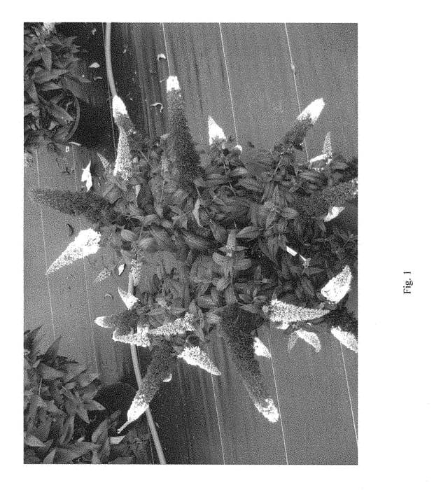 Figure 1 of US plant patent PP28795, the photograph of SMNBDW printed in the patent.
